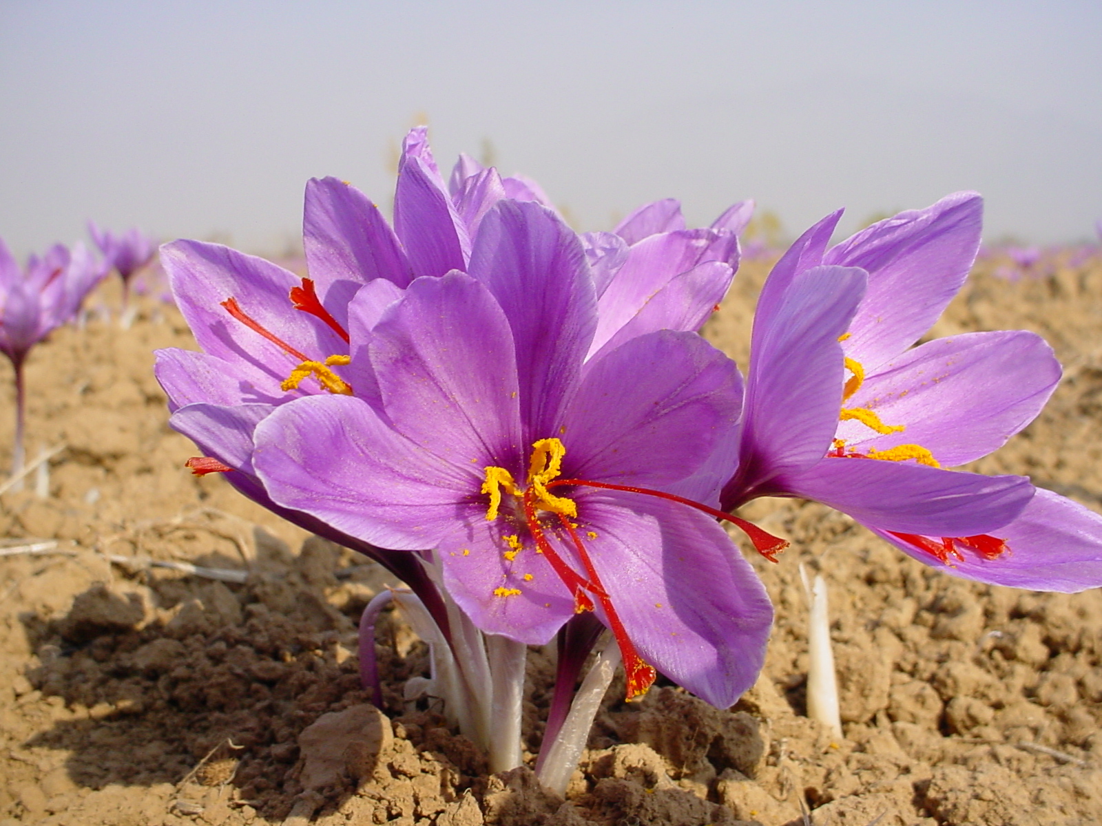 iran-saffron-export